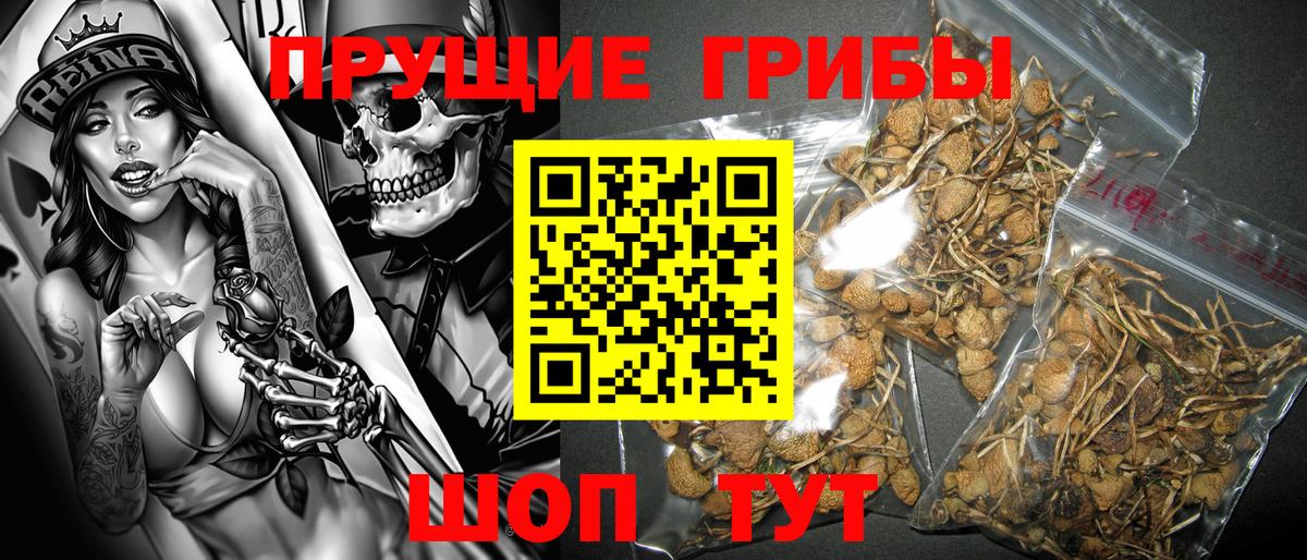 Майский  Галлюциногенные грибы Psilocybine cubensis  Вход с VPN 